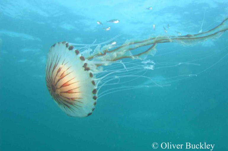 Jellyfish 'can sense ocean currents'
