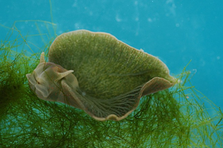 Sea slug uses gene from algae to live like plant