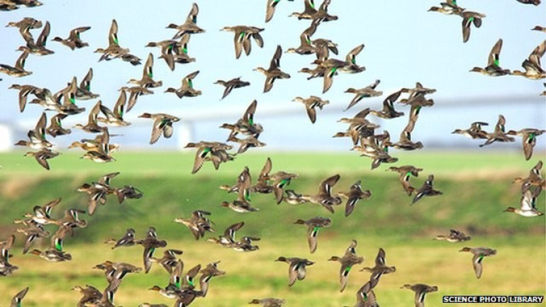 Wild birds linked to spread of flu virus