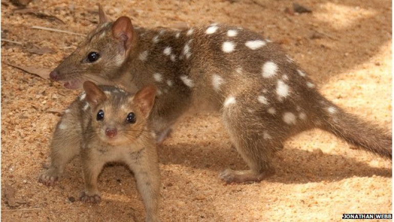 Australian mammals on brink of 'extinction calamity'
