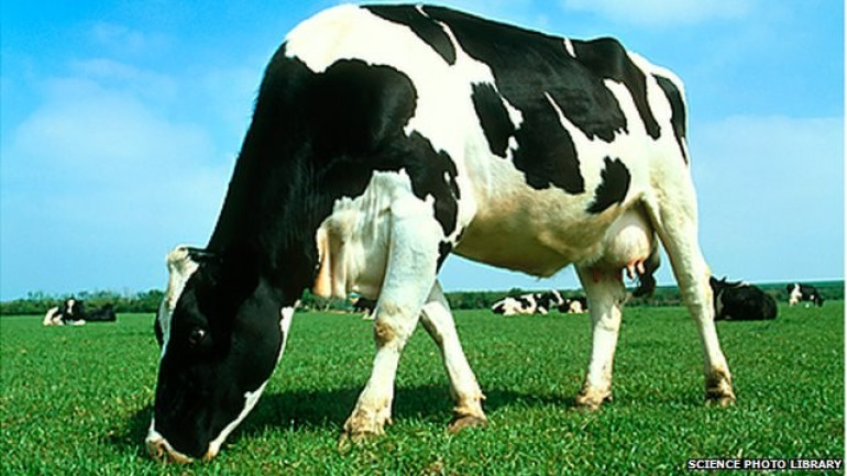 Scientists produce TB-resistant cows