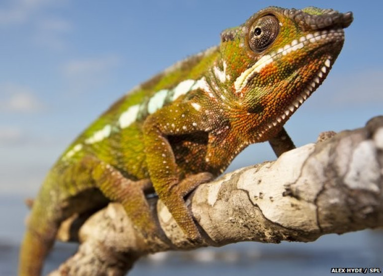 Scientists reveal chamelons’ color switch