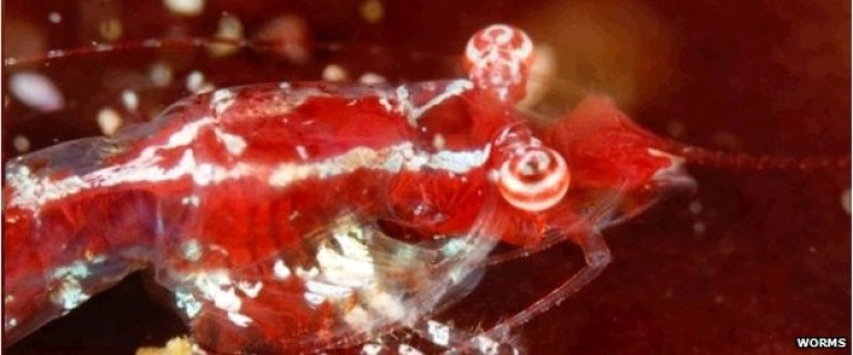 WoRMS catalogue downsizes ocean life