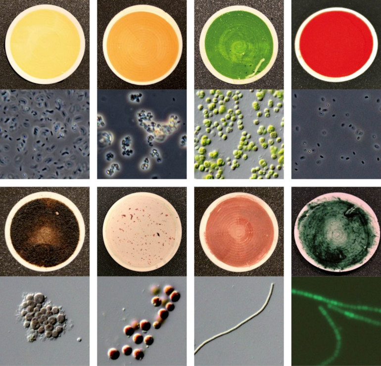 How colors can find which exoplanets are most likely to harbor life