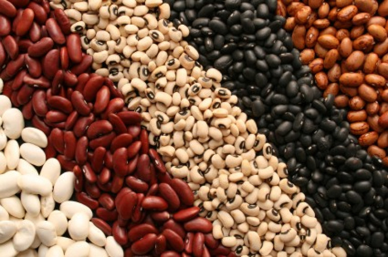 Hopes grow for climate-proof beans