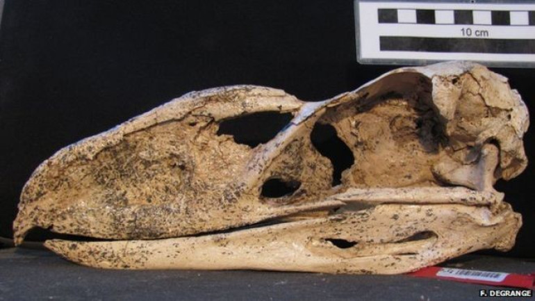 'Terror birds' had deep voices, fossil suggests