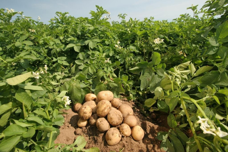 Գյուղացիները ցեցի դեմ պայքարելու համար մարդու առողջության համար վտանգավոր բանջարեղեն են աճեցնում. Կառավարություն