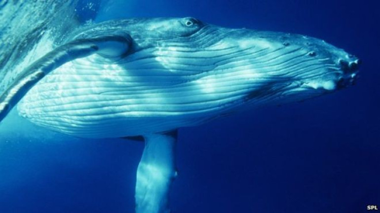 Big whales have stretchy nerves to help them gulp