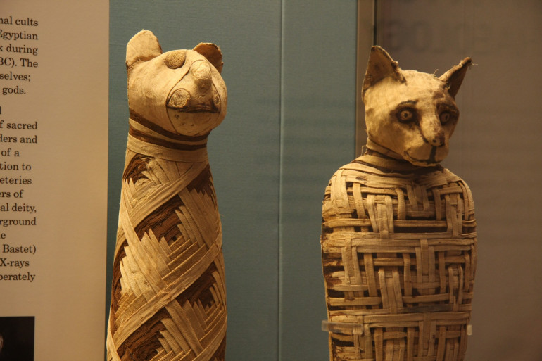 Egypt's animal mummy 'scandal' revealed