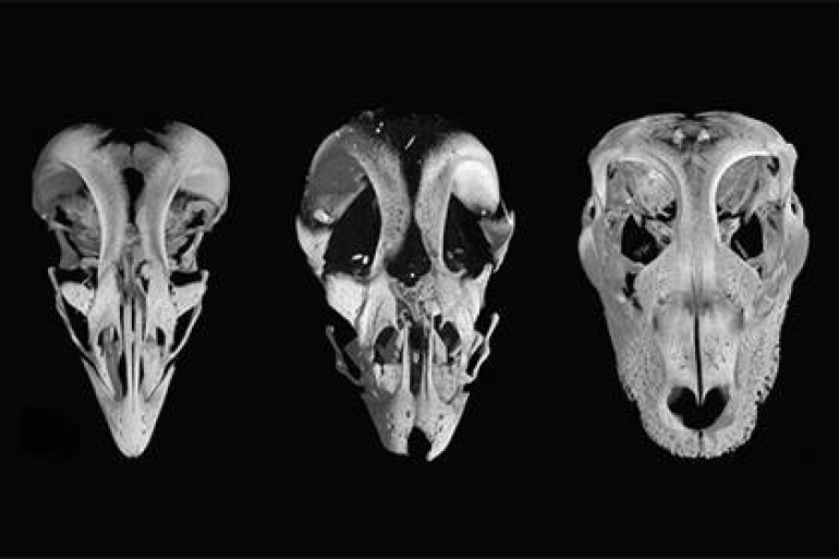 Scientists create chickens with dinosaur snouts