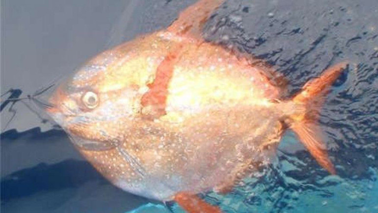 World’s first warm-blooded fish discovered