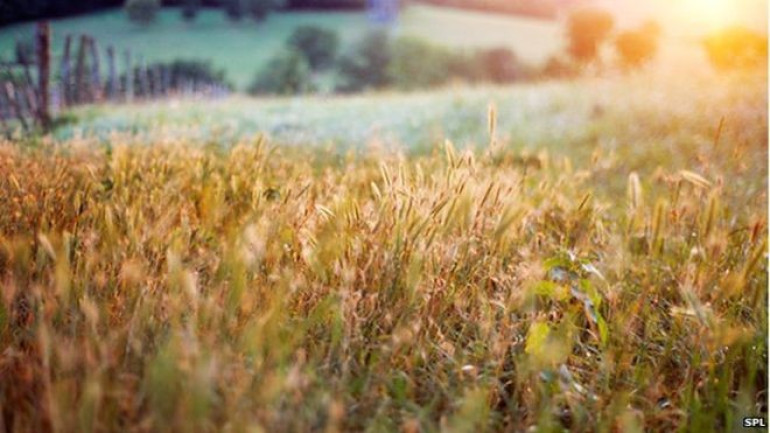 Organic farming 'benefits biodiversity'
