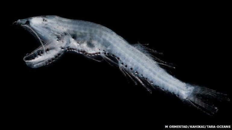 Ocean's hidden world of plankton revealed in 'enormous database'