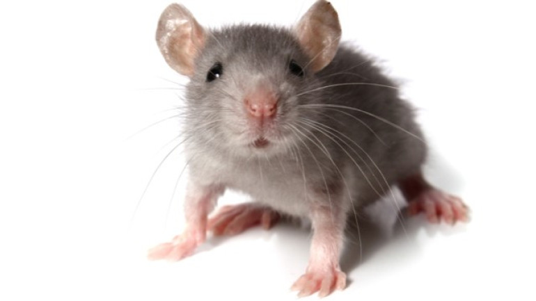 Mice in space develop thin skin