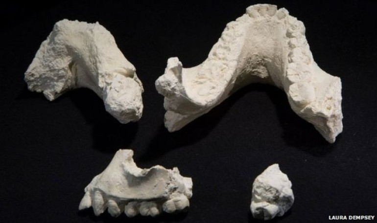 'New species' of ancient human found in Ethiopia