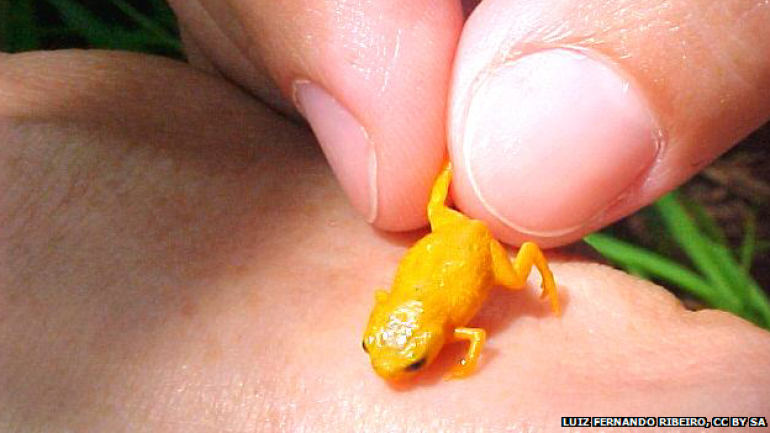 Seven tiny frog species found on seven mountains