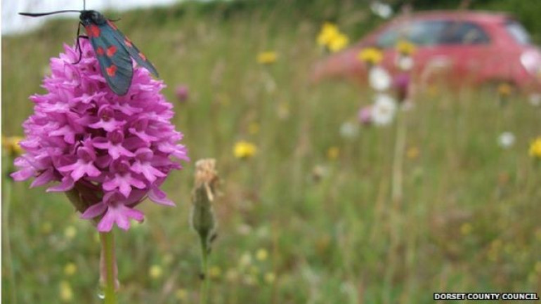 Roadside verges 'last refuge for wild flowers'
