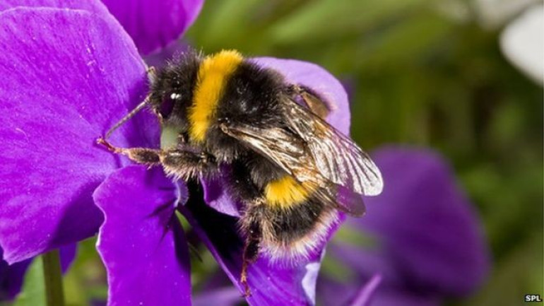 Protect more bee species to safeguard crops, say scientists