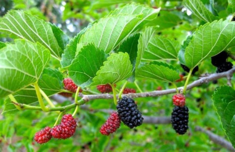 Թթի օգտակար հատկությունները