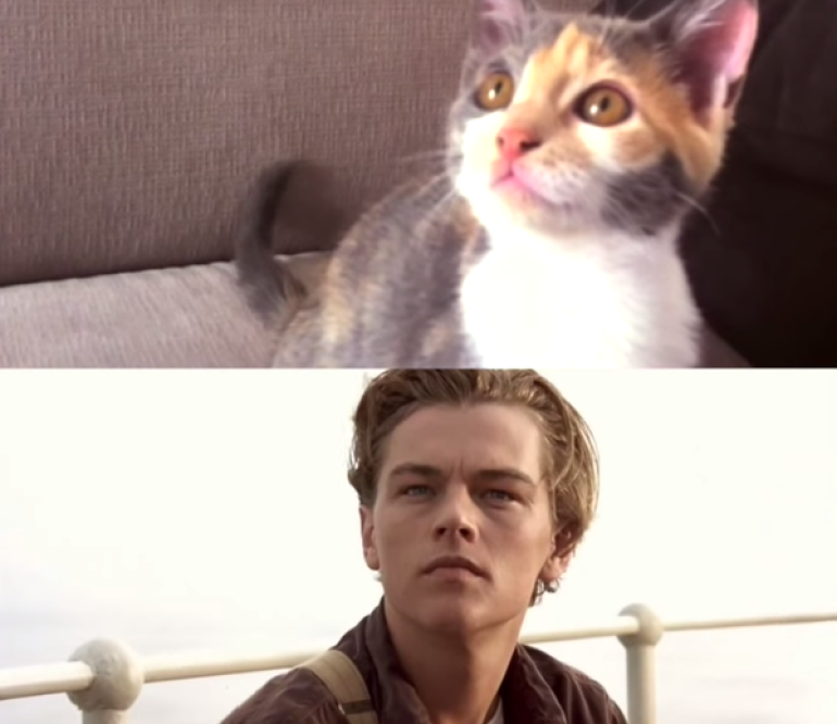 «Титаник» пересняли с котами в главных ролях