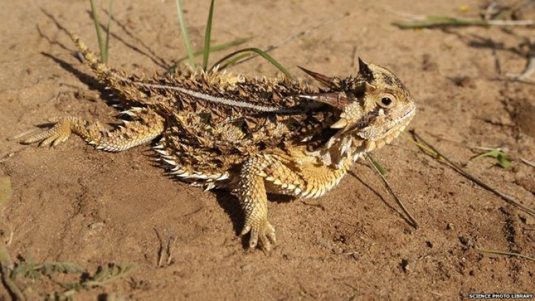 Lizard's water-funnelling skin copied in lab