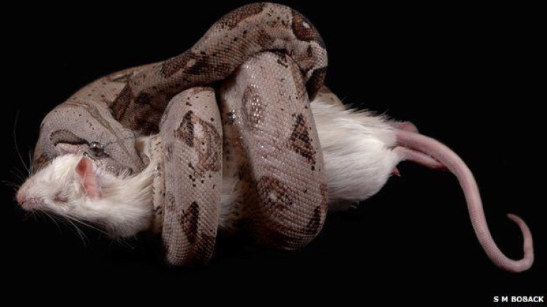 Boa constrictors' lethal secret revealed