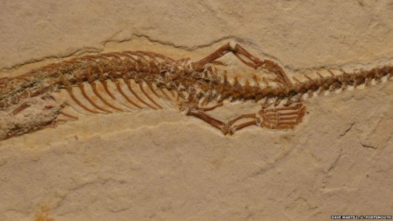 Four-legged snake ancestor 'dug burrows'