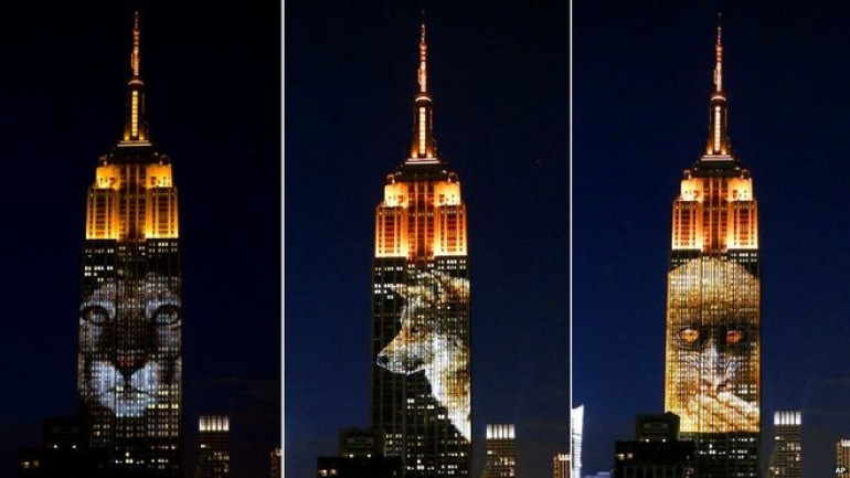 New York's Empire State highlights endangered animals