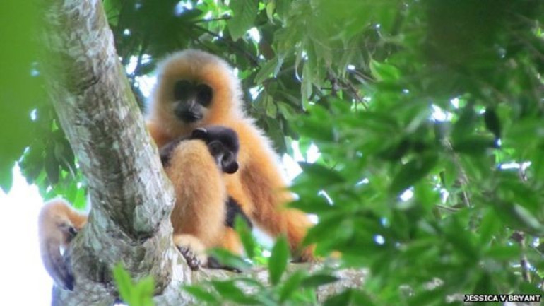 Rare ape decline charted in Chinese records