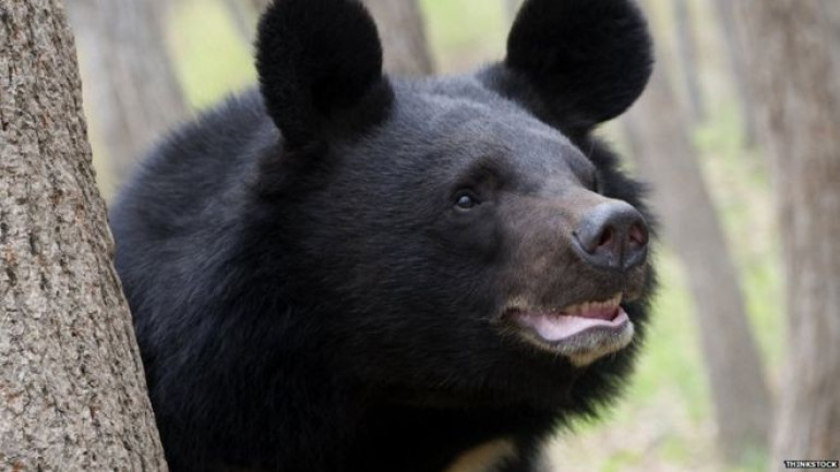 Bears get 'stressed' by drones