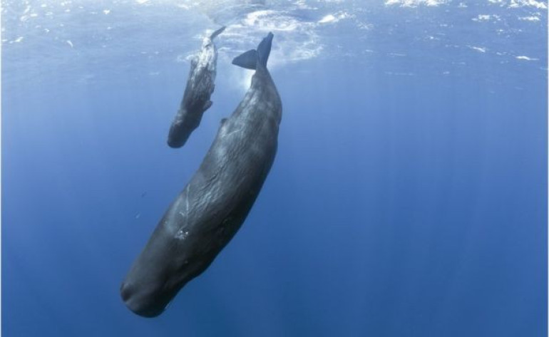 Social insights from whale chatter