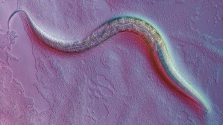 Sound waves activate brain cells in a worm
