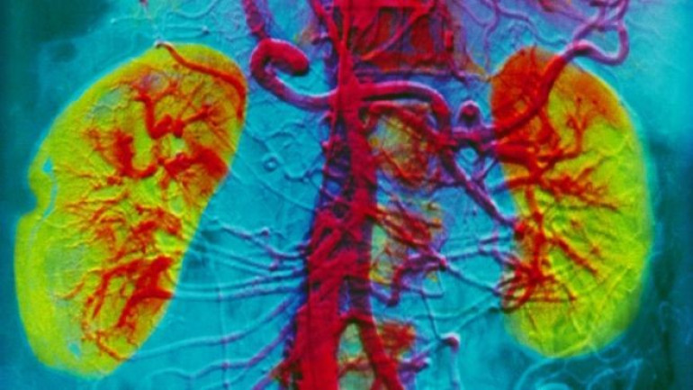 Lab-grown kidneys work in animals
