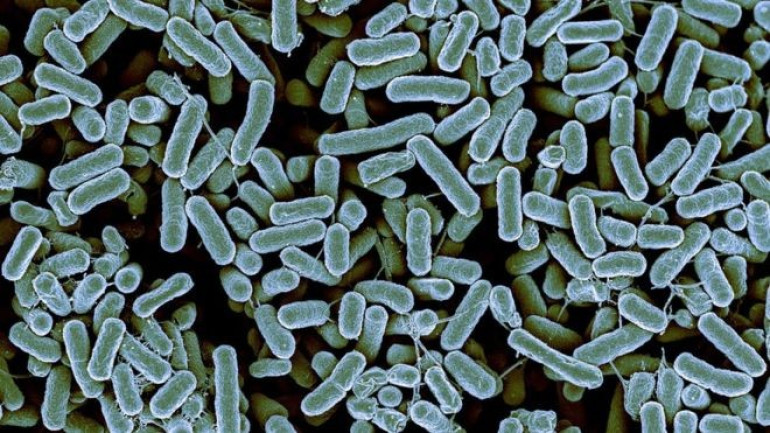 'Good bacteria' key to stopping asthma