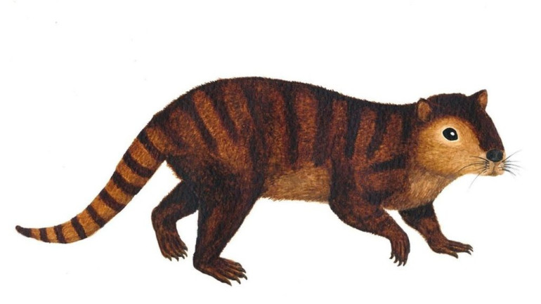 Newly-discovered mammal species survived dinosaur extinction