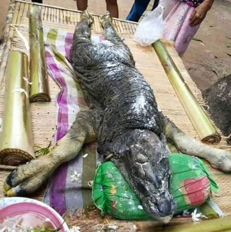 Weird animal with 'body of buffalo and head of crocodile' baffles people