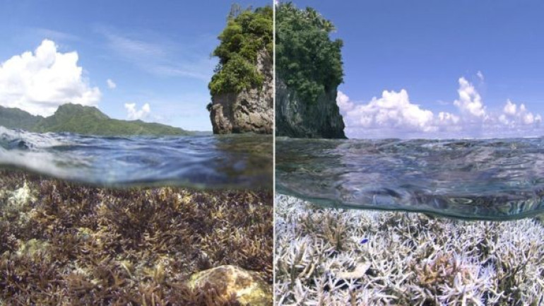 Coral worldwide threatened by bleaching – NOAA