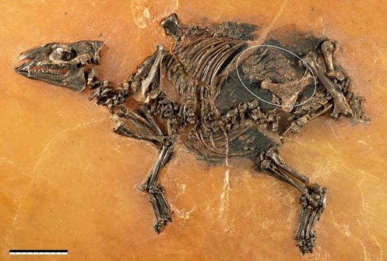 Ancient horse-like foetus discovered in Germany
