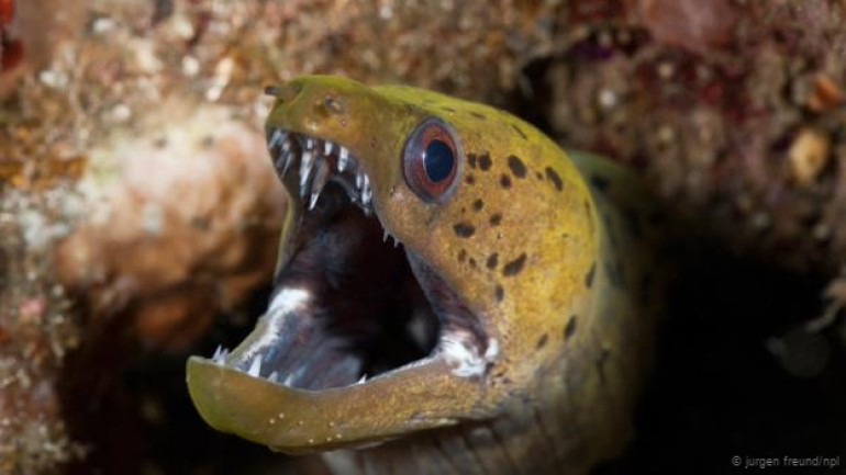 Fish that ties knots in its own body