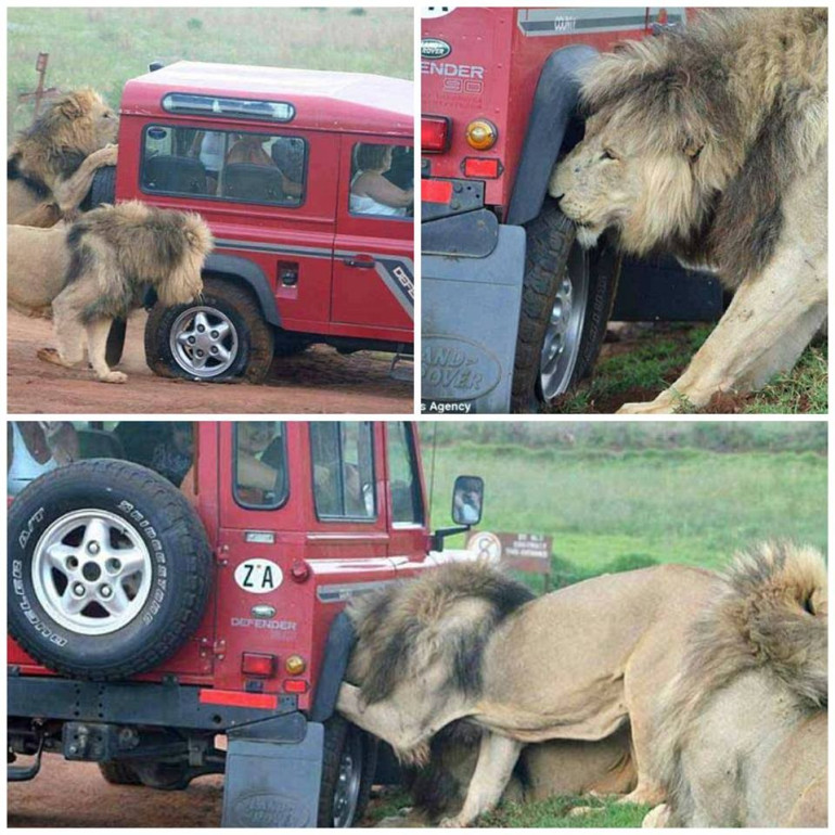 Tire eating lion terrifies tourists in Tanzania