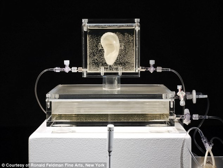 Terrifying ear grown, using Van Gogh’s DNA
