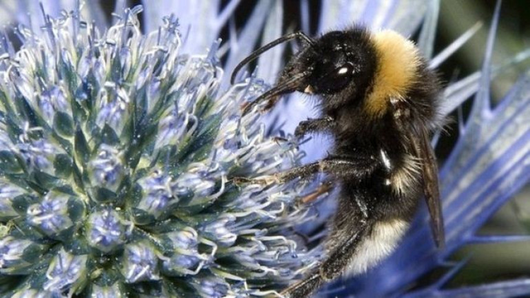 Bees and pesticides 'missing link' found