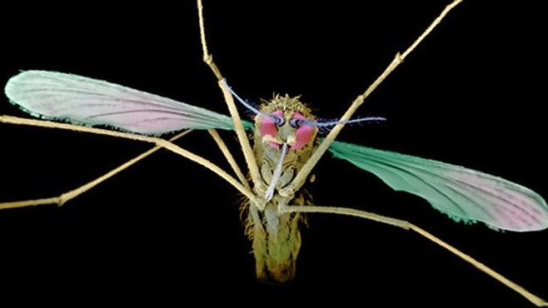 Mutant mosquitoes 'resist malaria'