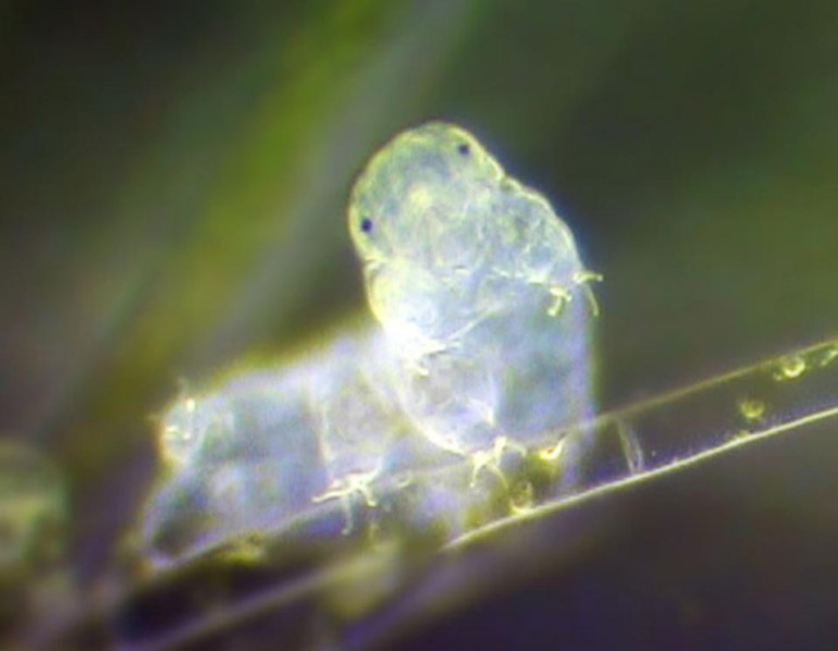 Water bears are huge DNA thieves, study finds