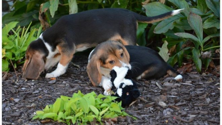 World’s first IVF puppies born