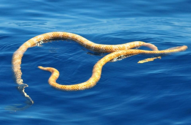 Missing sea species thought to be extinct found off Australia coast