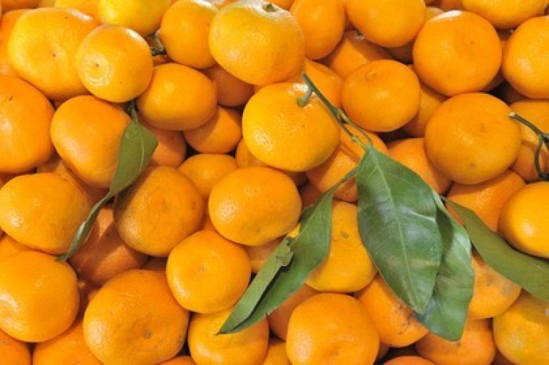 Ստավրոպոլում ոչնչացրել են թուրքական մանդարինների խմբաքանակ