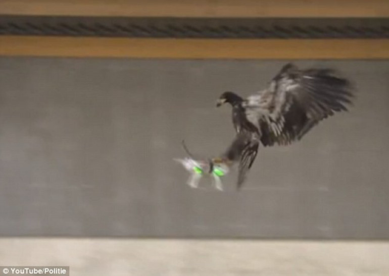 Eagle versus drone! Video shows Dutch police training birds of prey to take down aircraft in mid-air