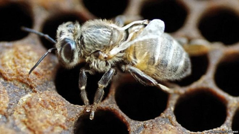 Spread of bee disease 'largely manmade'