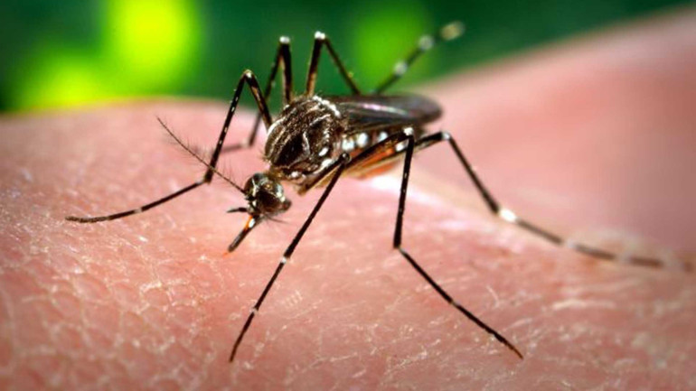 Zika virus detected in saliva, urine